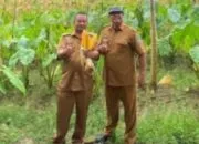 Camat Parigi Dorong Optimalisasi Lahan, Desa Cintaratu Gelar Panen Perdana Jagung