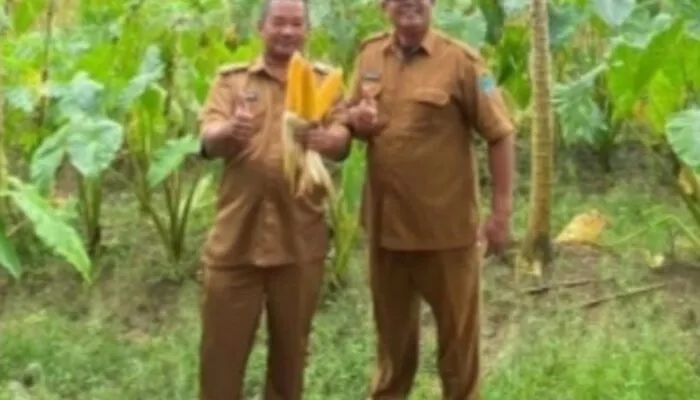 Camat Parigi Dorong Optimalisasi Lahan, Desa Cintaratu Gelar Panen Perdana Jagung