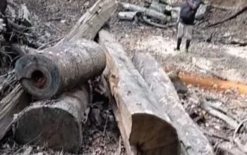 Diduga Illegal Logging Terorganisir di Hutan Ujong Lamie, Muncul Isu “Main Mata”, APH dan KPH Didesak Transparan