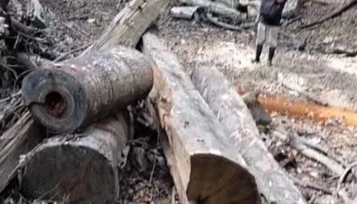 Diduga Illegal Logging Terorganisir di Hutan Ujong Lamie, Muncul Isu “Main Mata”, APH dan KPH Didesak Transparan