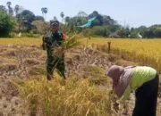Turun ke Tengah Sawah, Babinsa Kodim 1425/ Jeneponto Hadir Meringankan Langkah Petani
