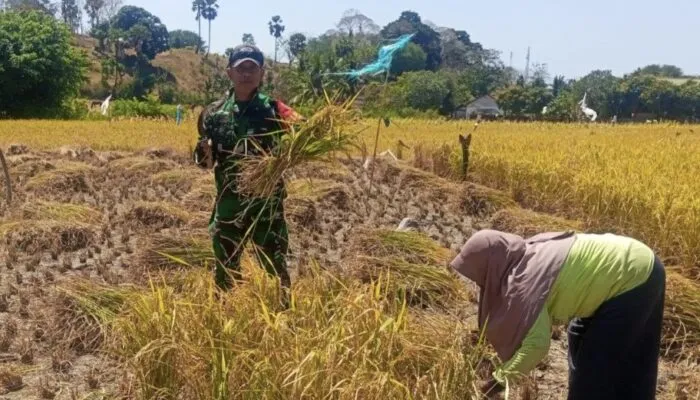Turun ke Tengah Sawah, Babinsa Kodim 1425/ Jeneponto Hadir Meringankan Langkah Petani